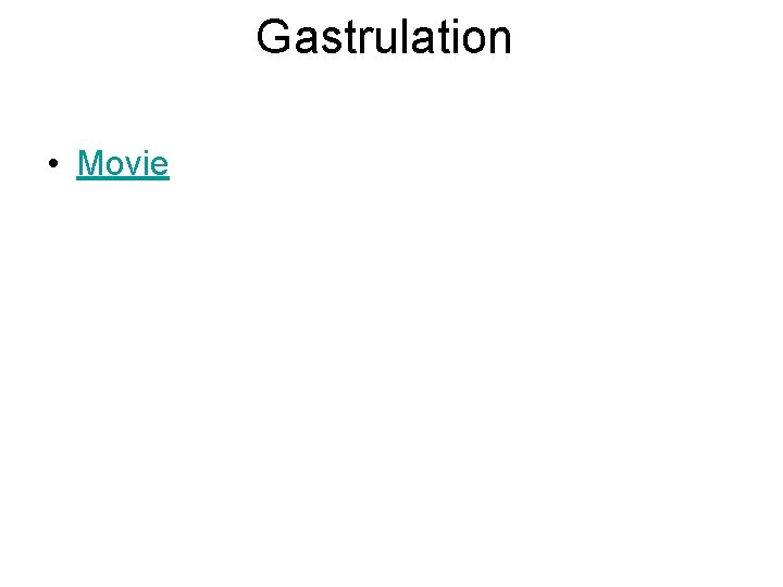 Gastrulation • Movie 