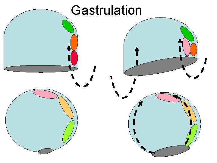 Gastrulation 