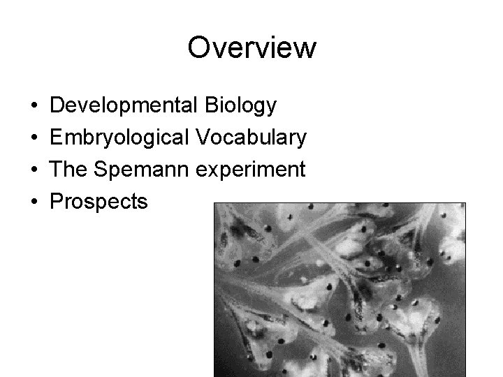 Overview • • Developmental Biology Embryological Vocabulary The Spemann experiment Prospects 