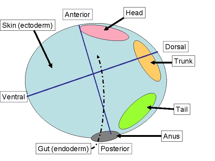 Anterior Head Skin (ectoderm) Dorsal Trunk Ventral Tail Anus Gut (endoderm) Posterior 