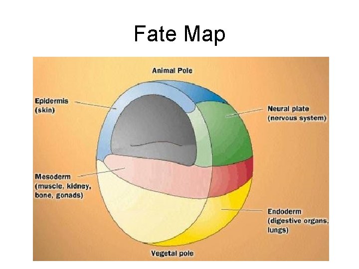 Fate Map 