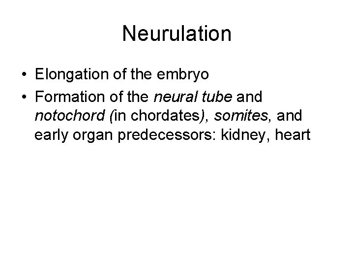 Neurulation • Elongation of the embryo • Formation of the neural tube and notochord