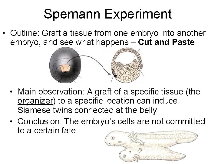 Spemann Experiment • Outline: Graft a tissue from one embryo into another embryo, and