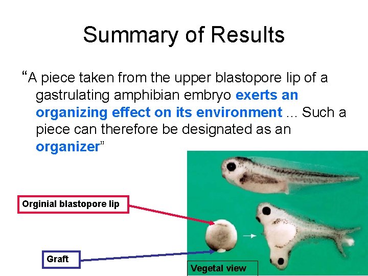 Summary of Results “A piece taken from the upper blastopore lip of a gastrulating