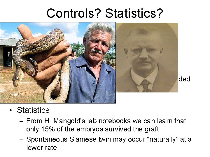 Controls? Statistics? • Control: – The authors do not present a control experiment: grafting
