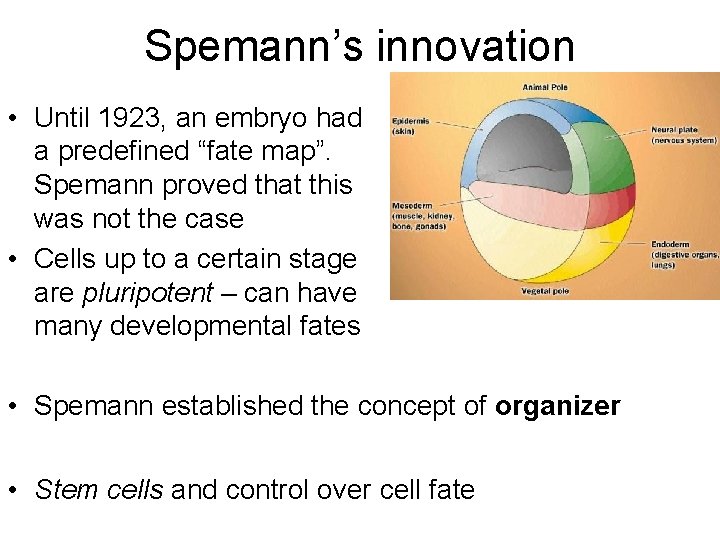 Spemann’s innovation • Until 1923, an embryo had a predefined “fate map”. Spemann proved