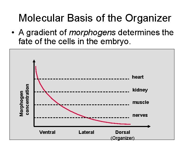 Molecular Basis of the Organizer • A gradient of morphogens determines the fate of