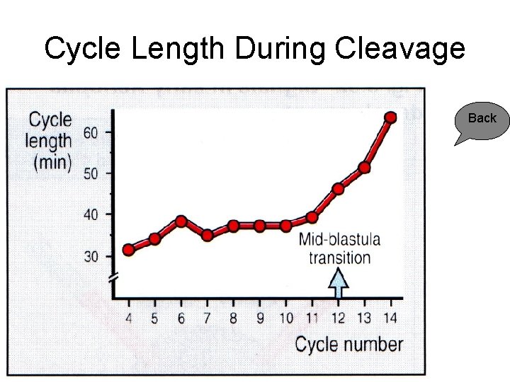 Cycle Length During Cleavage Back 
