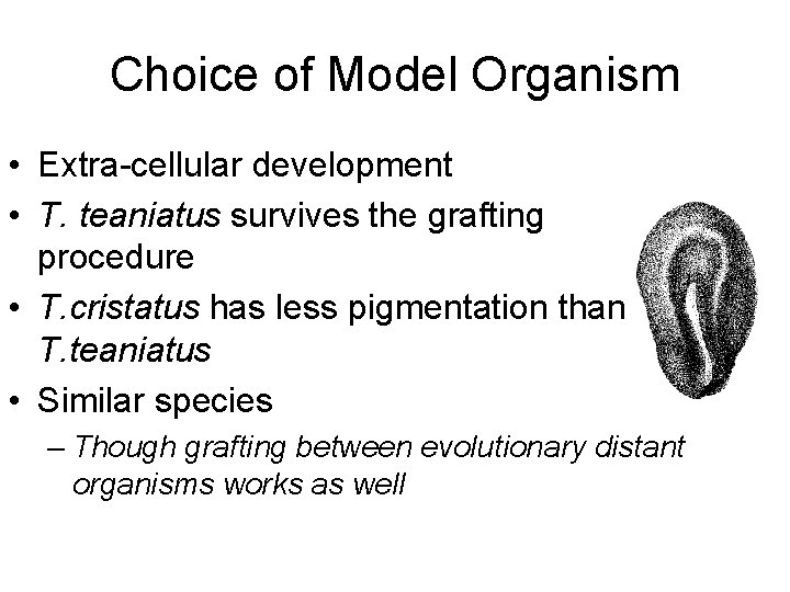 Choice of Model Organism • Extra-cellular development • T. teaniatus survives the grafting procedure