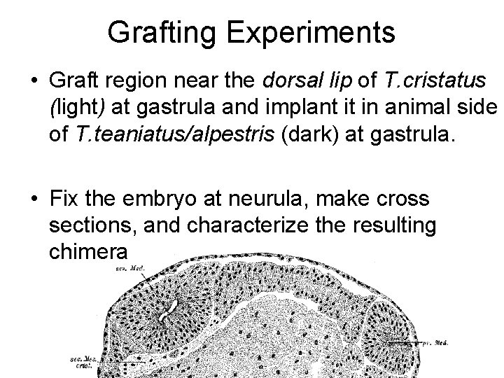 Grafting Experiments • Graft region near the dorsal lip of T. cristatus (light) at