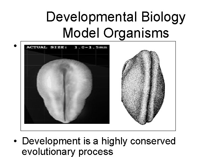 Developmental Biology Model Organisms • Why use model organisms? – Ethical reasons – Grow