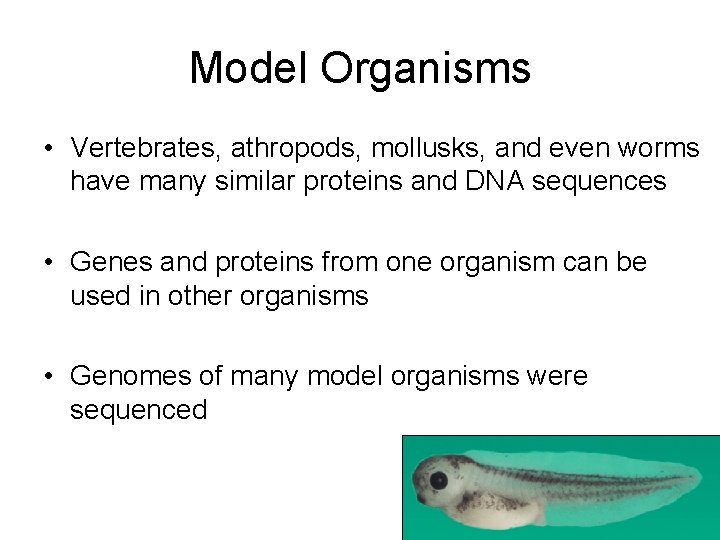 Model Organisms • Vertebrates, athropods, mollusks, and even worms have many similar proteins and