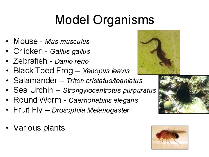 Model Organisms • • Mouse - Mus musculus Chicken - Gallus gallus Zebrafish -