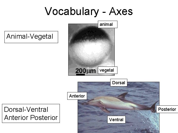 Vocabulary - Axes animal Animal-Vegetal vegetal Dorsal Anterior Dorsal-Ventral Anterior Posterior Ventral 