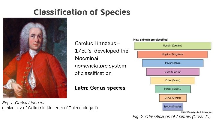 Classification of Species Carolus Linnaeus – 1750’s developed the binominal nomenclature system of classification
