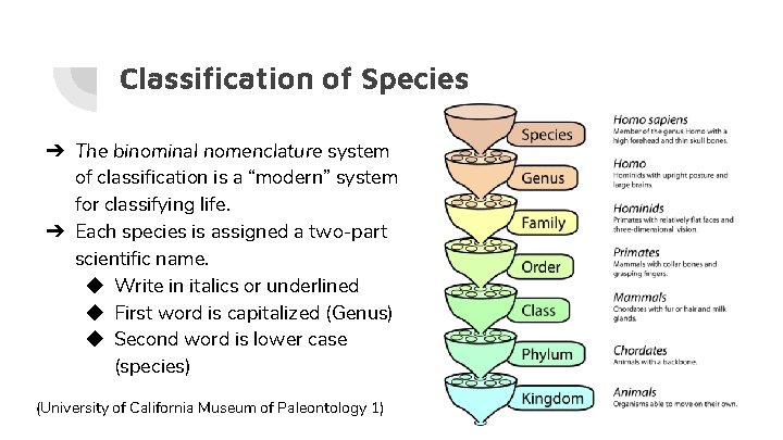 Classification of Species ➔ The binominal nomenclature system of classification is a “modern” system