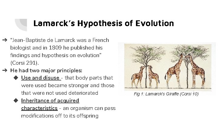 Lamarck’s Hypothesis of Evolution ➔ “Jean-Baptiste de Lamarck was a French biologist and in