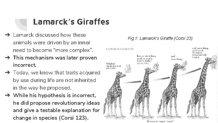 Lamarck’s Giraffes ➔ Lamarck discussed how these animals were driven by an inner need