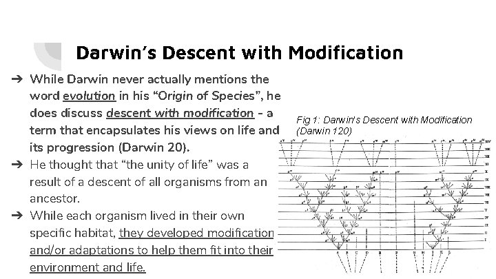 Darwin’s Descent with Modification ➔ While Darwin never actually mentions the word evolution in