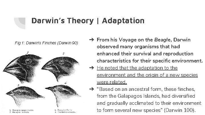 Darwin’s Theory | Adaptation Fig 1: Darwin’s Finches (Darwin 90) ➔ From his Voyage