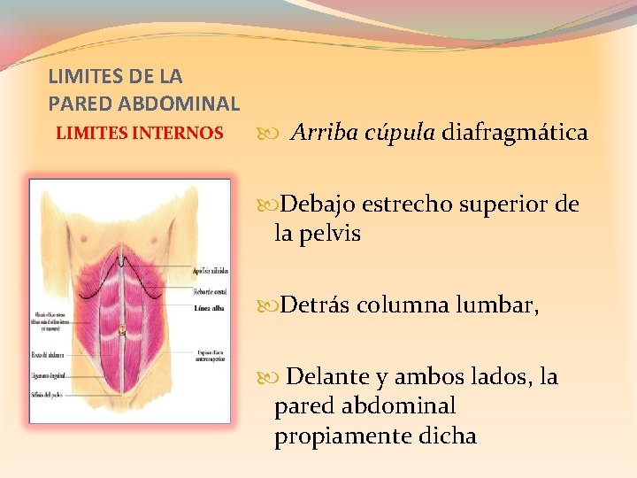 LIMITES DE LA PARED ABDOMINAL LIMITES INTERNOS Arriba cúpula diafragmática Debajo estrecho superior de