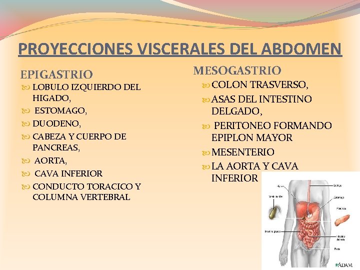 PROYECCIONES VISCERALES DEL ABDOMEN EPIGASTRIO LOBULO IZQUIERDO DEL HIGADO, ESTOMAGO, DUODENO, CABEZA Y CUERPO