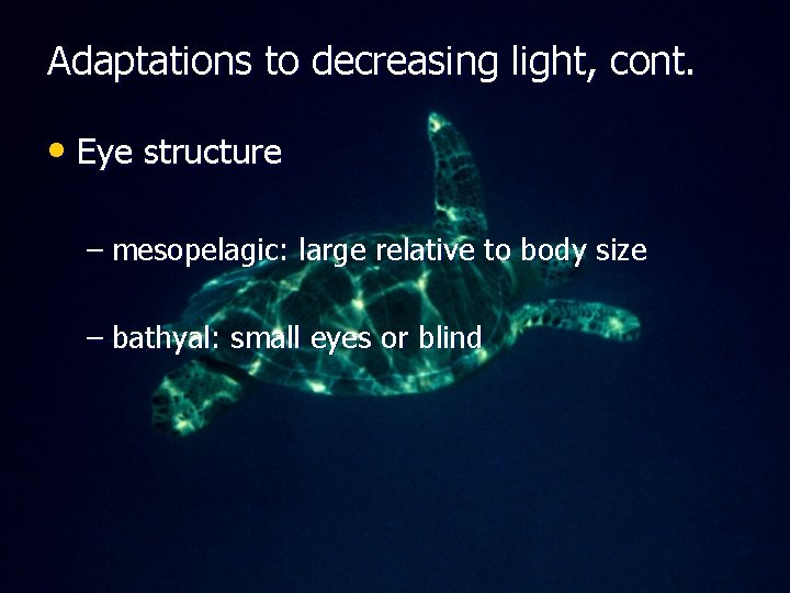 Adaptations to decreasing light, cont. • Eye structure – mesopelagic: large relative to body
