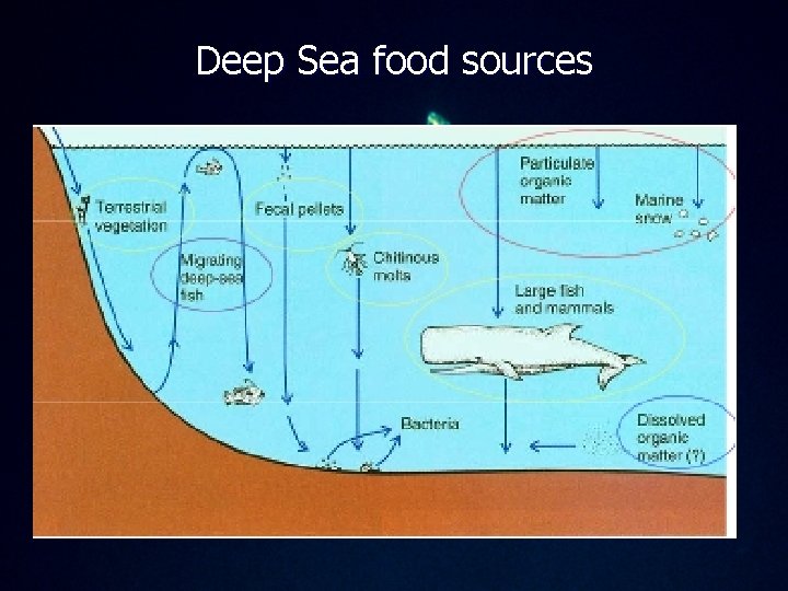 Deep Sea food sources 