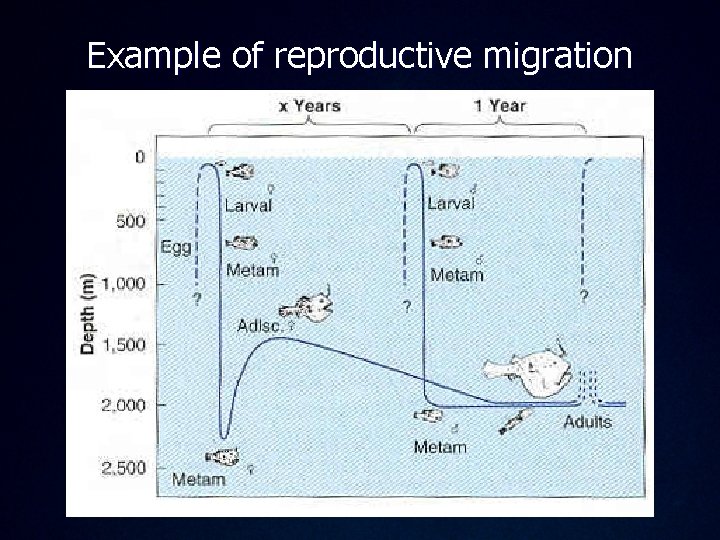 Example of reproductive migration 