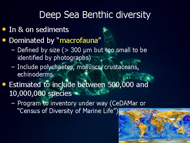 Deep Sea Benthic diversity • In & on sediments • Dominated by “macrofauna” –