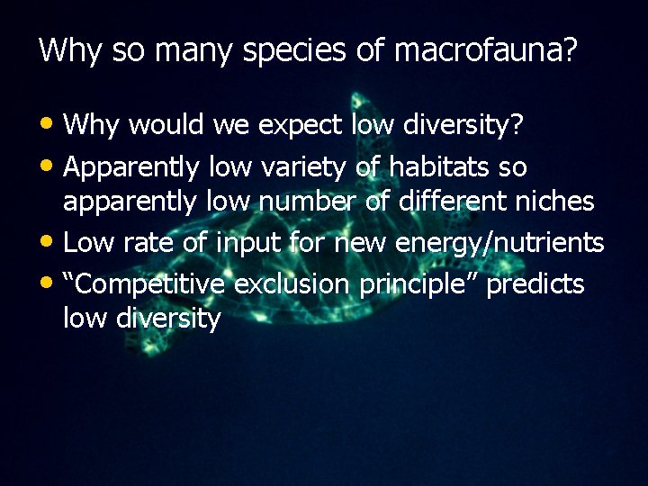 Why so many species of macrofauna? • Why would we expect low diversity? •