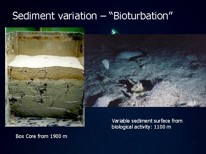 Sediment variation – “Bioturbation” Variable sediment surface from biological activity: 1100 m Box Core