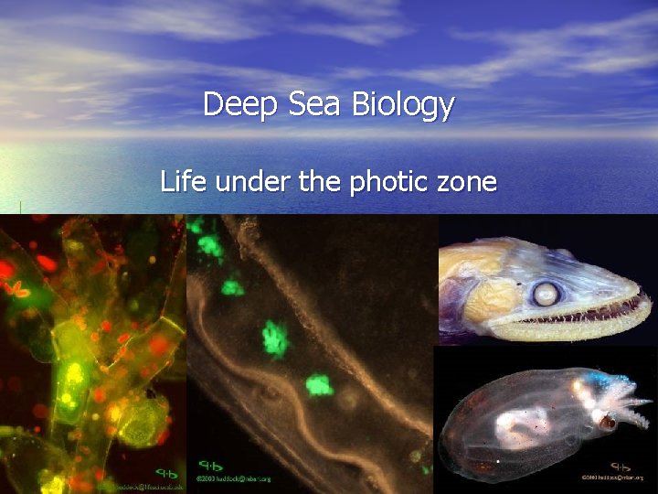 Deep Sea Biology Life under the photic zone 