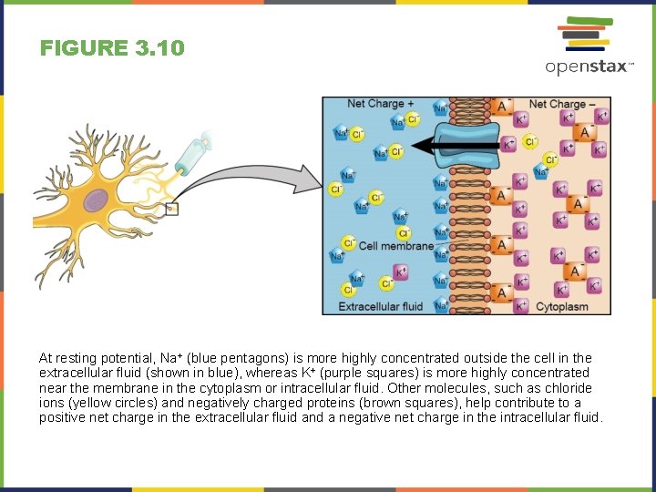 FIGURE 3. 10 At resting potential, Na+ (blue pentagons) is more highly concentrated outside
