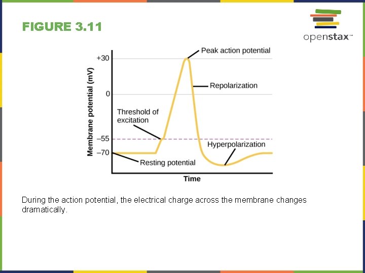 FIGURE 3. 11 During the action potential, the electrical charge across the membrane changes