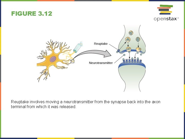 FIGURE 3. 12 Reuptake involves moving a neurotransmitter from the synapse back into the