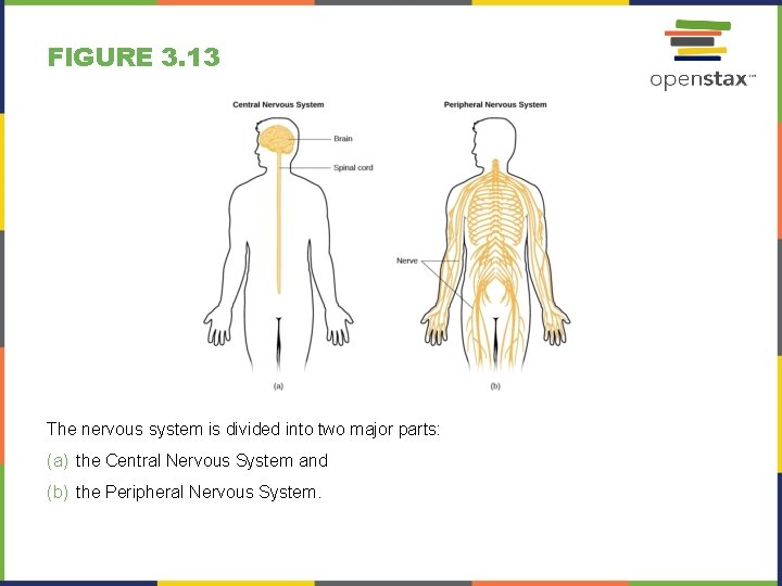 FIGURE 3. 13 The nervous system is divided into two major parts: (a) the