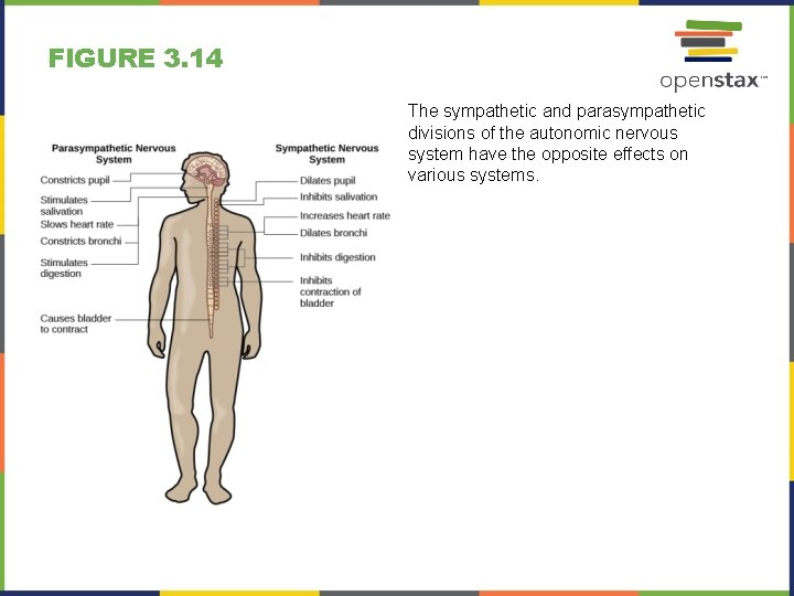 FIGURE 3. 14 The sympathetic and parasympathetic divisions of the autonomic nervous system have