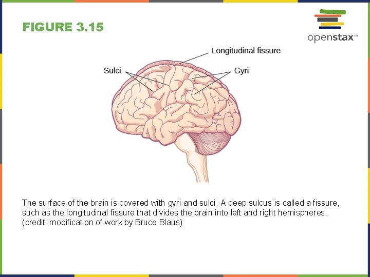 FIGURE 3. 15 The surface of the brain is covered with gyri and sulci.