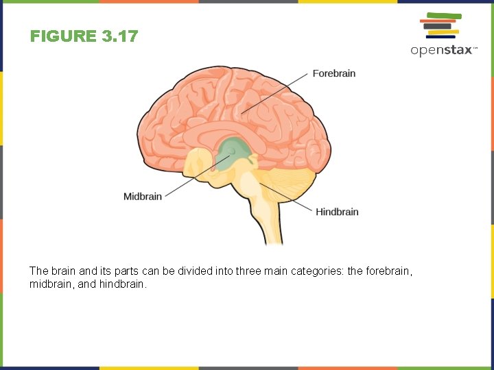 FIGURE 3. 17 The brain and its parts can be divided into three main