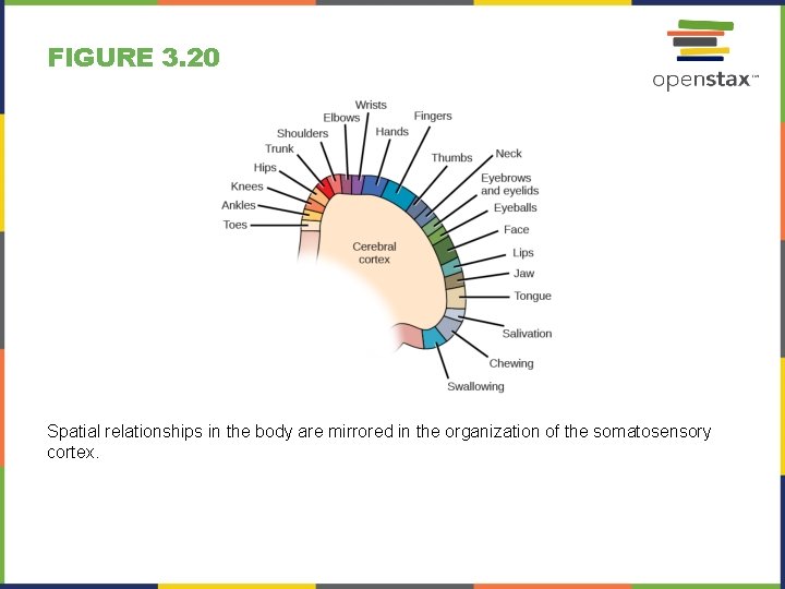 FIGURE 3. 20 Spatial relationships in the body are mirrored in the organization of