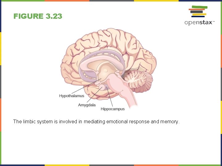 FIGURE 3. 23 The limbic system is involved in mediating emotional response and memory.