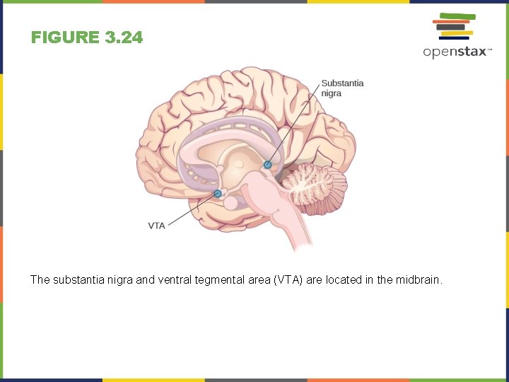 FIGURE 3. 24 The substantia nigra and ventral tegmental area (VTA) are located in
