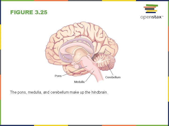 FIGURE 3. 25 The pons, medulla, and cerebellum make up the hindbrain. 