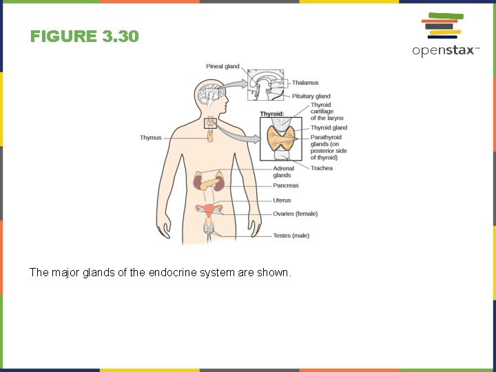 FIGURE 3. 30 The major glands of the endocrine system are shown. 