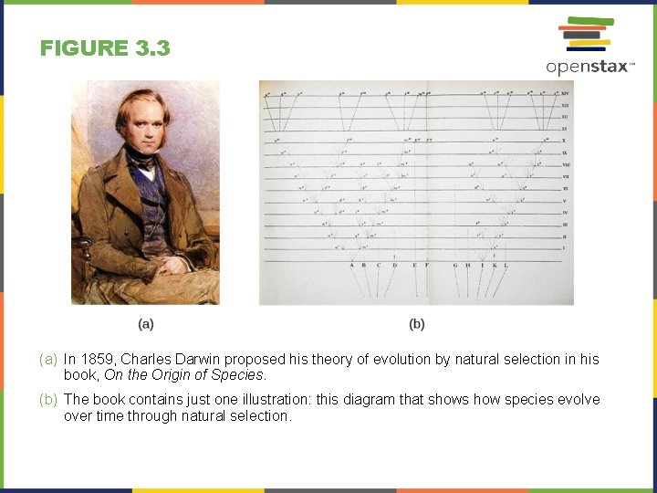 FIGURE 3. 3 (a) In 1859, Charles Darwin proposed his theory of evolution by