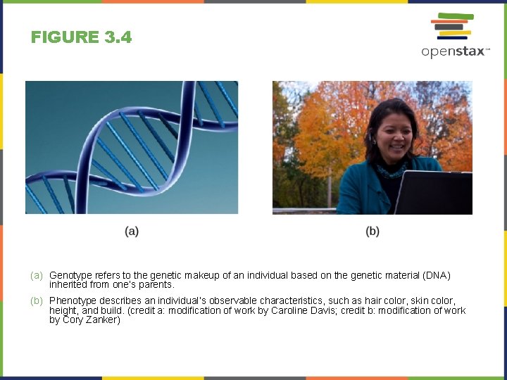FIGURE 3. 4 (a) Genotype refers to the genetic makeup of an individual based