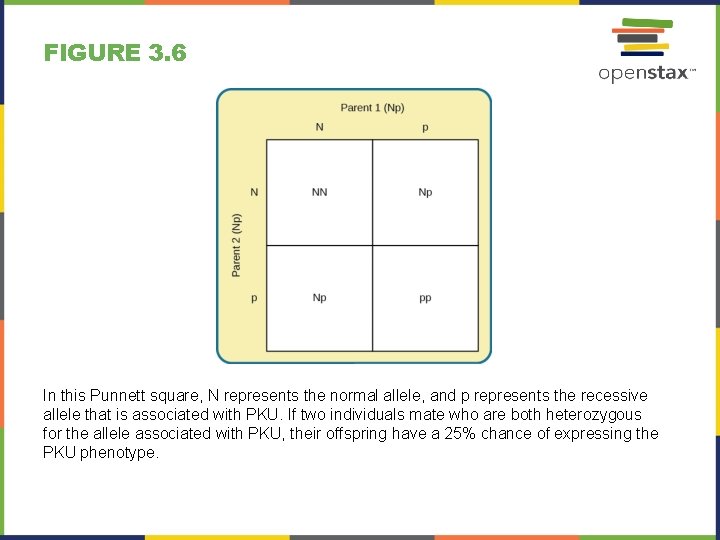 FIGURE 3. 6 In this Punnett square, N represents the normal allele, and p