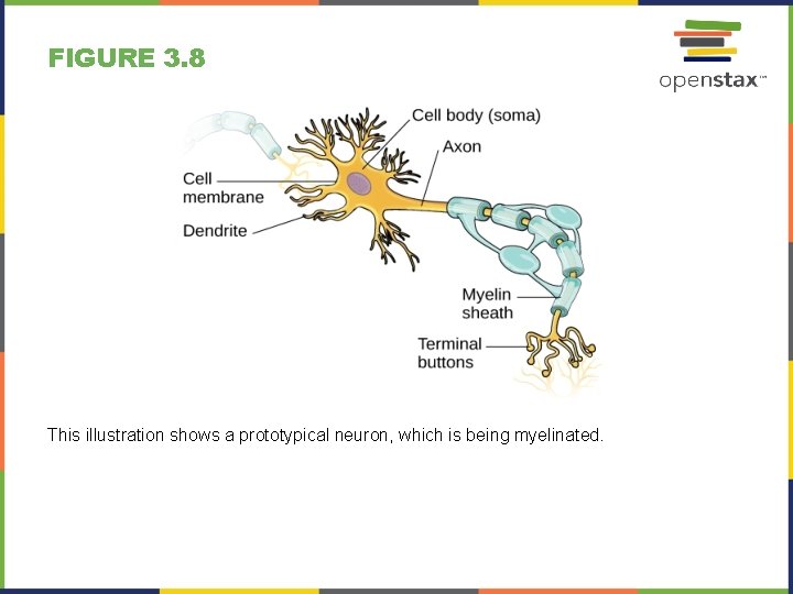 FIGURE 3. 8 This illustration shows a prototypical neuron, which is being myelinated. 