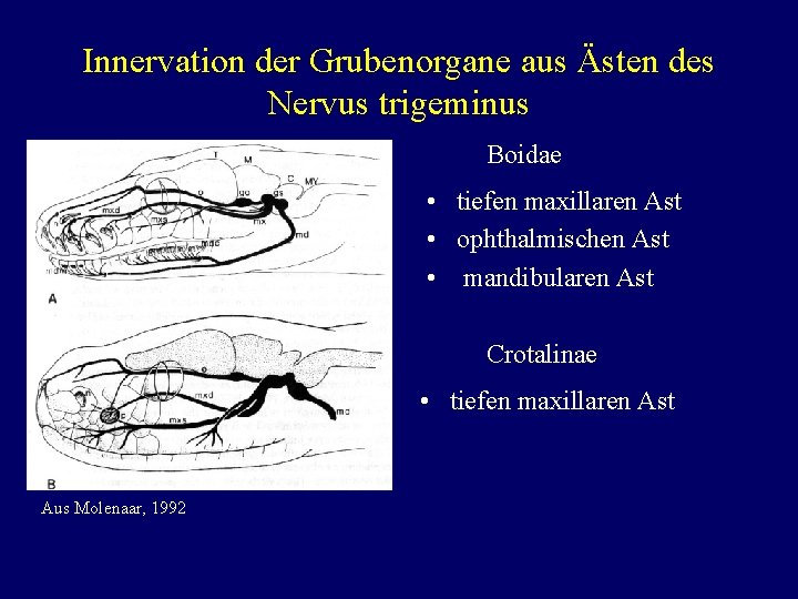 Innervation der Grubenorgane aus Ästen des Nervus trigeminus Boidae • tiefen maxillaren Ast •